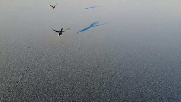 aerial view of the lake from drone. ducks