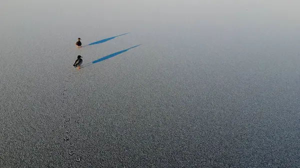 aerial view of the lake from drone. ducks