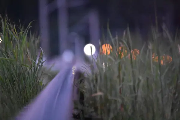 Bahçedeki yeşil çimenler