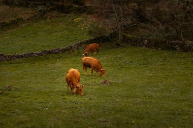 A captivating view of cows in a verdant field