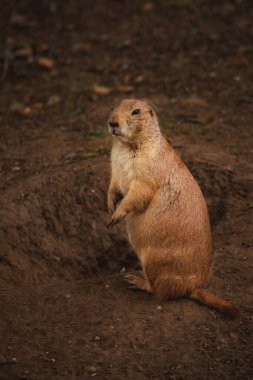 Çayır köpeği, suricata suricatta