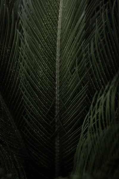 美丽的植物学照片 天然壁纸 — 图库照片
