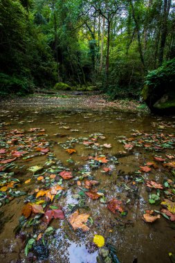 La Vall D En Bas 'taki sonbahar nehri, La Garrotxa, İspanya.