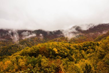 İspanya, La Garrotxa 'da sonbahar yağmurlu günü.