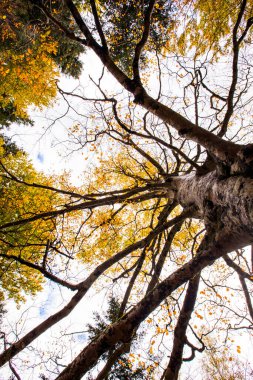 Sonbahar Ordesa ve Monte Perdido Ulusal Parkı, İspanya