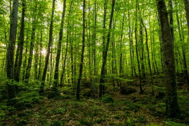 Spring sunrise in La Fageda D En Jorda Forest, La Garrotxa, Spain.