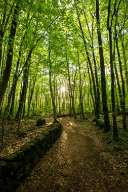 Spring sunrise in La Fageda D En Jorda Forest, La Garrotxa, Spain.