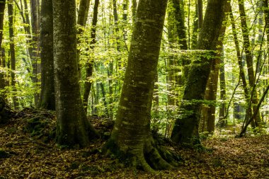 Spring sunrise in La Fageda D En Jorda Forest, La Garrotxa, Spain.