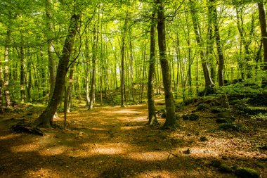 Spring sunrise in La Fageda D En Jorda Forest, La Garrotxa, Spain.