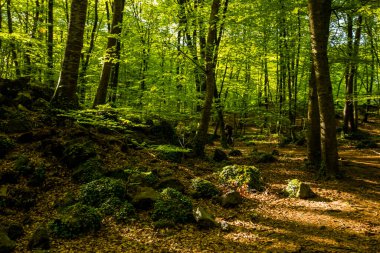 Spring sunrise in La Fageda D En Jorda Forest, La Garrotxa, Spain.