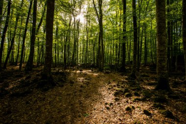 Spring sunrise in La Fageda D En Jorda Forest, La Garrotxa, Spain.