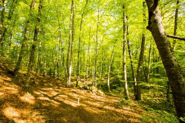 Spring sunrise in La Fageda D En Jorda Forest, La Garrotxa, Spain.