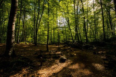 Spring sunrise in La Fageda D En Jorda Forest, La Garrotxa, Spain.