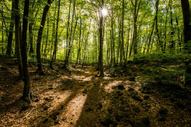 Spring sunrise in La Fageda D En Jorda Forest, La Garrotxa, Spain.