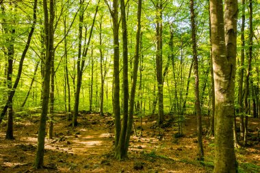 Spring sunrise in La Fageda D En Jorda Forest, La Garrotxa, Spain.