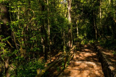 Spring sunrise in La Fageda D En Jorda Forest, La Garrotxa, Spain.