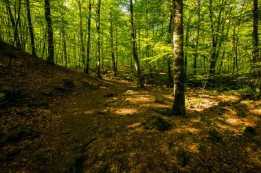 Spring sunrise in La Fageda D En Jorda Forest, La Garrotxa, Spain.