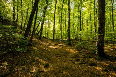 Spring sunrise in La Fageda D En Jorda Forest, La Garrotxa, Spain.