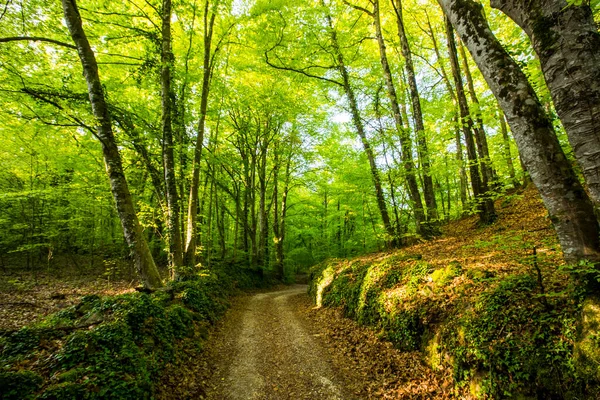 Lever Soleil Printanier Dans Fageda Jorda Forest Garrotxa Espagne — Photo