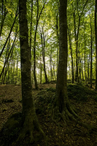 stock image Spring sunrise in La Fageda D En Jorda Forest, La Garrotxa, Spain.