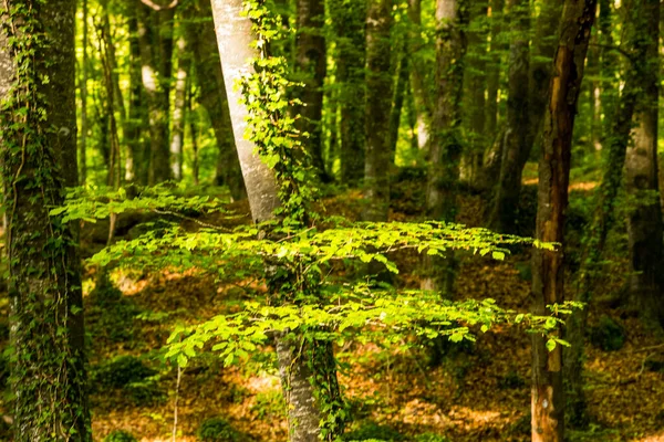 Lever Soleil Printanier Dans Fageda Jorda Forest Garrotxa Espagne — Photo