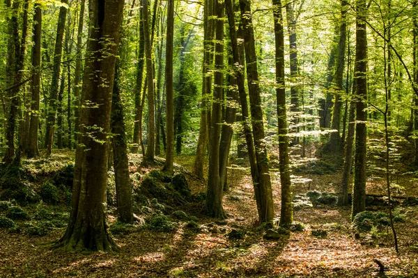 stock image Spring sunrise in La Fageda D En Jorda Forest, La Garrotxa, Spain.