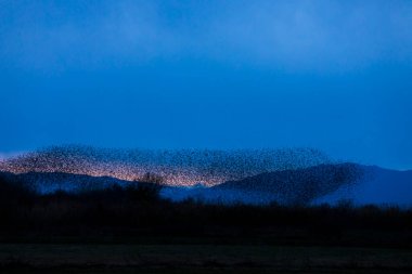 Kuzey İspanya 'daki Aiguamolls De L Emporda Doğa Parkı' nda sığırcıkların mırıldanması.