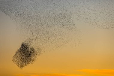 Kuzey İspanya 'daki Aiguamolls De L Emporda Doğa Parkı' nda sığırcıkların mırıldanması.