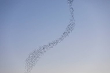 Starlings murmuration in Aiguamolls De L Emporda Nature Park, northern Spain. clipart