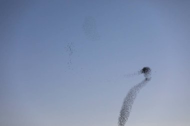 Kuzey İspanya 'daki Aiguamolls De L Emporda Doğa Parkı' nda sığırcıkların mırıldanması.