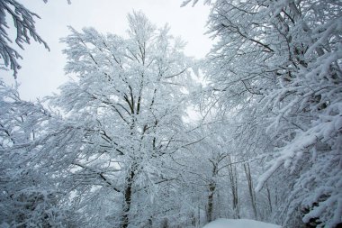 Winter landscape and snowfall in La Grevolosa forest, Osona, Barcelona, northern Spain.