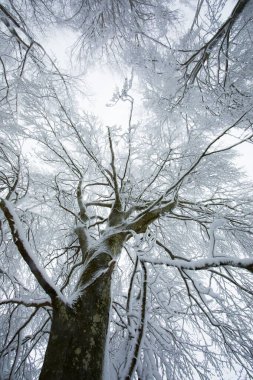 Winter landscape and snowfall in La Grevolosa forest, Osona, Barcelona, northern Spain.