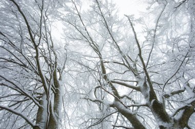 Winter landscape and snowfall in La Grevolosa forest, Osona, Barcelona, northern Spain.
