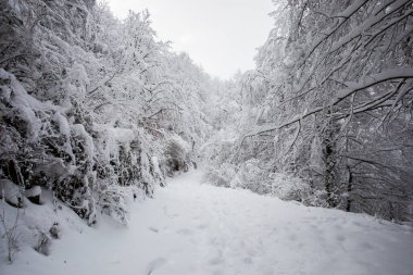 Winter landscape and snowfall in La Grevolosa forest, Osona, Barcelona, northern Spain.