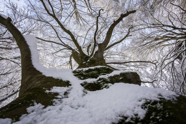Winter landscape and snowfall in La Grevolosa forest, Osona, Barcelona, northern Spain.