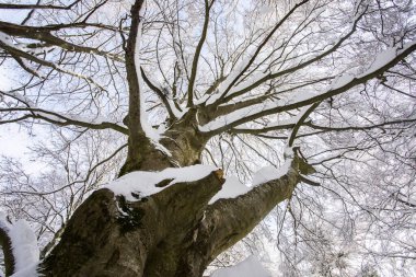 Winter landscape and snowfall in La Grevolosa forest, Osona, Barcelona, northern Spain.