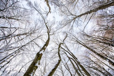 Winter landscape and snowfall in La Grevolosa forest, Osona, Barcelona, northern Spain.