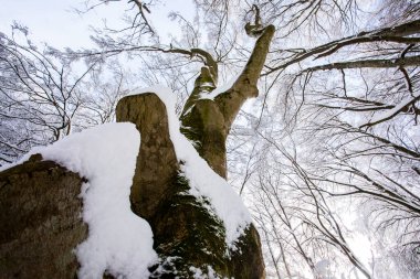 Winter landscape and snowfall in La Grevolosa forest, Osona, Barcelona, northern Spain.