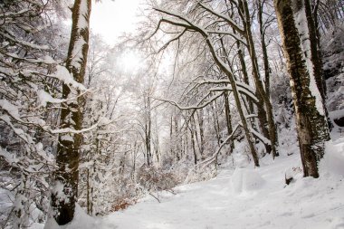 Winter landscape and snowfall in La Grevolosa forest, Osona, Barcelona, northern Spain.