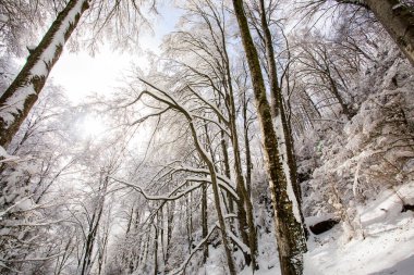 Winter landscape and snowfall in La Grevolosa forest, Osona, Barcelona, northern Spain.