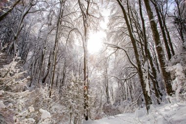 Winter landscape and snowfall in La Grevolosa forest, Osona, Barcelona, northern Spain.