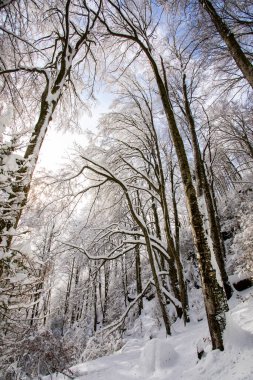 Winter landscape and snowfall in La Grevolosa forest, Osona, Barcelona, northern Spain.
