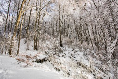 Winter landscape and snowfall in La Grevolosa forest, Osona, Barcelona, northern Spain.