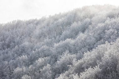Winter snowfall in Collada De Bracons and Puigsacalm peak, La Garrotxa, Girona, northern Spain.