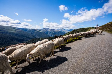 Summer landscape and sheeps in Anie peak, Navarra, Spain.
