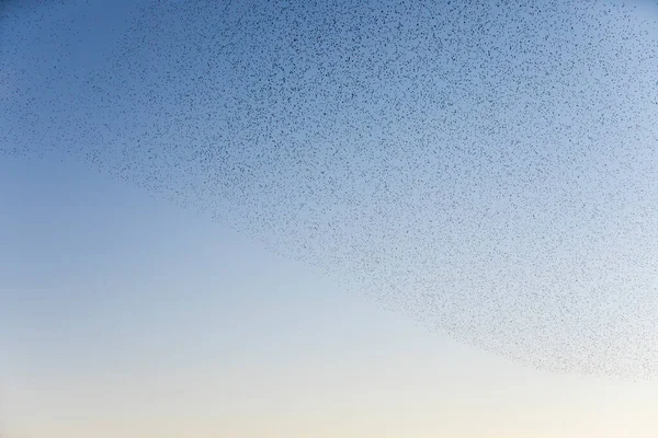 Mumlání Starlingů Přírodním Parku Aiguamolls Emporda Severní Španělsko — Stock fotografie