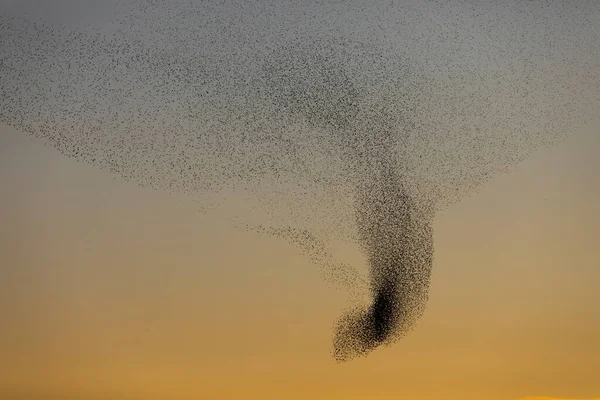 Starlings Mummel Aiguamolls Emporda Naturpark Norra Spanien — Stockfoto