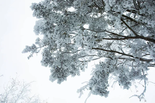Winter Landscape Snowfall Grevolosa Forest Osona Barcelona Northern Spain — Stockfoto