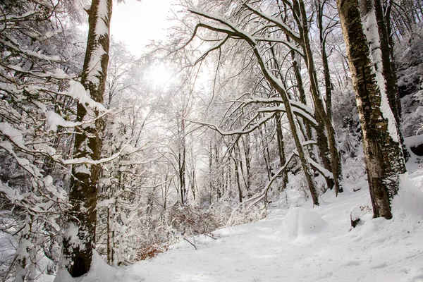 Winter Landscape Snowfall Grevolosa Forest Osona Barcelona Northern Spain — Stock Fotó