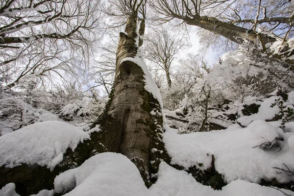 Χειμερινό Τοπίο Και Χιονόπτωση Grevolosa Forest Osona Βαρκελώνη Βόρεια Ισπανία — Φωτογραφία Αρχείου